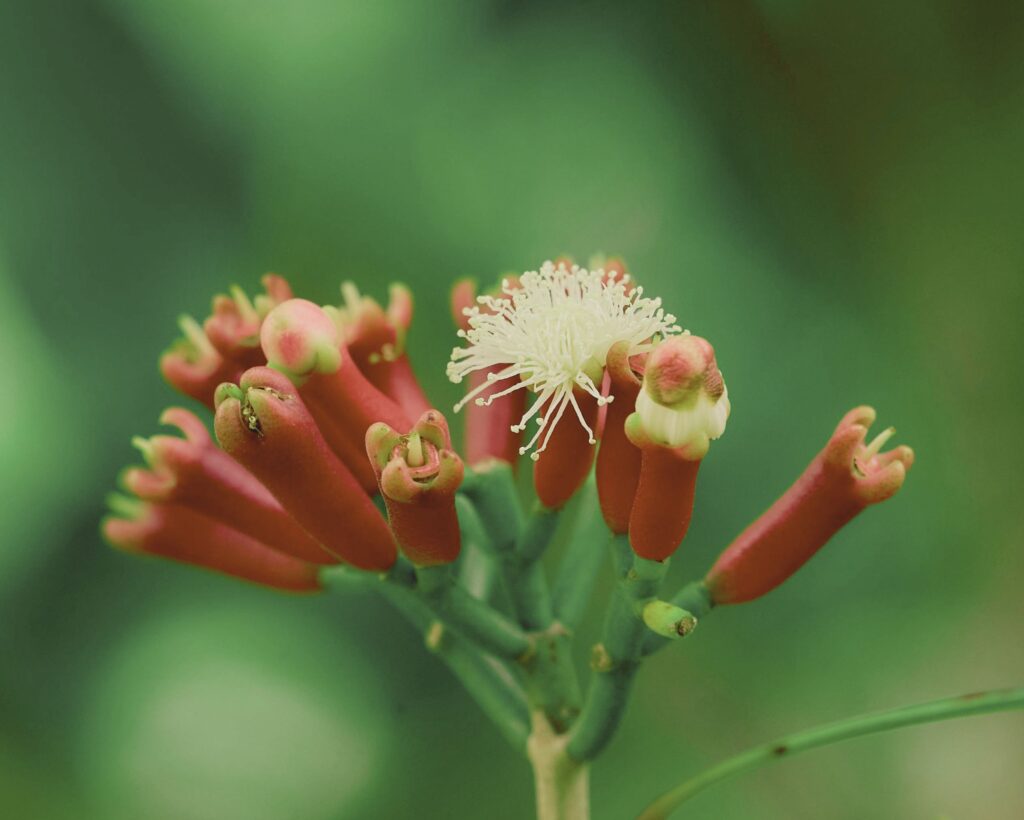 Clove has been used for centuries in Indonesian culture for aromatic, culinary, and traditional wellness practices.